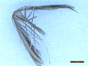  ( - CLV49969)  @11 [ ] CreativeCommons  Attribution Non-Commercial Share-Alike (2025) Carlos Lopez Vaamonde Institut National de la Recherche Agronomique, Zoologie Forestiere