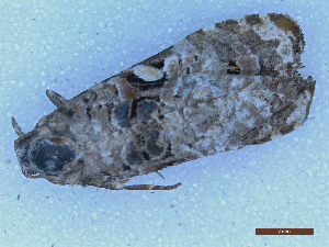  (Phtheochroa ecballiella - CLV49981)  @11 [ ] CreativeCommons  Attribution Non-Commercial Share-Alike (2025) Carlos Lopez Vaamonde Institut National de la Recherche Agronomique, Zoologie Forestiere