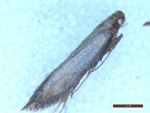  ( - CLV49983)  @11 [ ] CreativeCommons  Attribution Non-Commercial Share-Alike (2025) Carlos Lopez Vaamonde Institut National de la Recherche Agronomique, Zoologie Forestiere