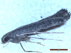  ( - CLV49986)  @11 [ ] CreativeCommons  Attribution Non-Commercial Share-Alike (2025) Carlos Lopez Vaamonde Institut National de la Recherche Agronomique, Zoologie Forestiere