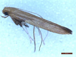  ( - CLV49987)  @11 [ ] CreativeCommons  Attribution Non-Commercial Share-Alike (2025) Carlos Lopez Vaamonde Institut National de la Recherche Agronomique, Zoologie Forestiere