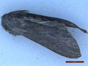  ( - CLV49992)  @11 [ ] CreativeCommons  Attribution Non-Commercial Share-Alike (2025) Carlos Lopez Vaamonde Institut National de la Recherche Agronomique, Zoologie Forestiere
