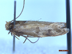  ( - CLV50206)  @11 [ ] CreativeCommons  Attribution Non-Commercial Share-Alike (2025) Carlos Lopez Vaamonde Institut National de la Recherche Agronomique, Zoologie Forestiere