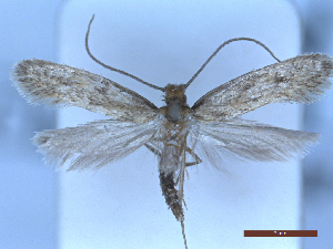  ( - CLV50215)  @11 [ ] CreativeCommons  Attribution Non-Commercial Share-Alike (2025) Carlos Lopez Vaamonde Institut National de la Recherche Agronomique, Zoologie Forestiere