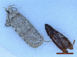  ( - CLV50256)  @11 [ ] CreativeCommons  Attribution Non-Commercial Share-Alike (2025) Carlos Lopez Vaamonde Institut National de la Recherche Agronomique, Zoologie Forestiere