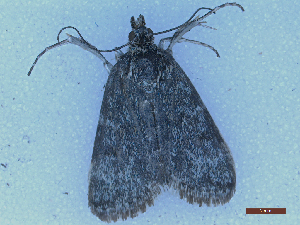  ( - CLV50263)  @11 [ ] CreativeCommons  Attribution Non-Commercial Share-Alike (2025) Carlos Lopez Vaamonde Institut National de la Recherche Agronomique, Zoologie Forestiere