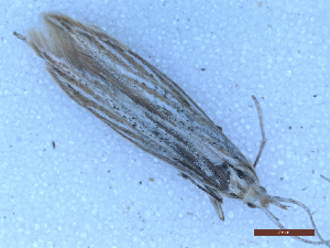  ( - CLV50281)  @11 [ ] CreativeCommons  Attribution Non-Commercial Share-Alike (2025) Carlos Lopez Vaamonde Institut National de la Recherche Agronomique, Zoologie Forestiere