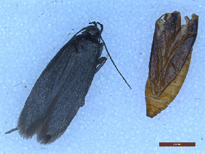  ( - CLV50283)  @11 [ ] CreativeCommons  Attribution Non-Commercial Share-Alike (2025) Carlos Lopez Vaamonde Institut National de la Recherche Agronomique, Zoologie Forestiere