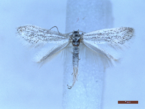  ( - CLV50286)  @11 [ ] CreativeCommons  Attribution Non-Commercial Share-Alike (2025) Carlos Lopez Vaamonde Institut National de la Recherche Agronomique, Zoologie Forestiere