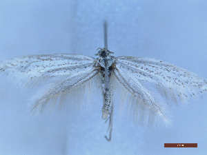  ( - CLV50292)  @11 [ ] CreativeCommons  Attribution Non-Commercial Share-Alike (2025) Carlos Lopez Vaamonde Institut National de la Recherche Agronomique, Zoologie Forestiere