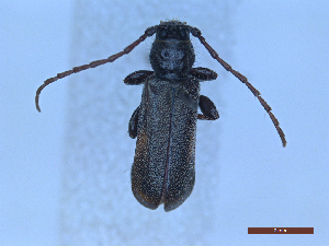  ( - CLV50293)  @11 [ ] CreativeCommons  Attribution Non-Commercial Share-Alike (2025) Carlos Lopez Vaamonde Institut National de la Recherche Agronomique, Zoologie Forestiere