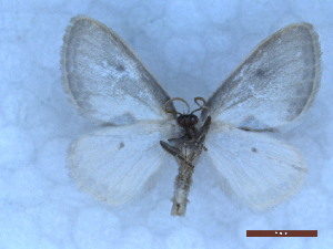  ( - CLV50309)  @11 [ ] CreativeCommons  Attribution Non-Commercial Share-Alike (2025) Carlos Lopez Vaamonde Institut National de la Recherche Agronomique, Zoologie Forestiere