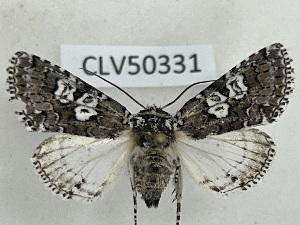  ( - CLV50331)  @11 [ ] CreativeCommons  Attribution Non-Commercial Share-Alike (2025) Carlos Lopez Vaamonde Institut National de la Recherche Agronomique, Zoologie Forestiere