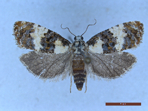  ( - CLV50344)  @11 [ ] CreativeCommons  Attribution Non-Commercial Share-Alike (2025) Carlos Lopez Vaamonde Institut National de la Recherche Agronomique, Zoologie Forestiere