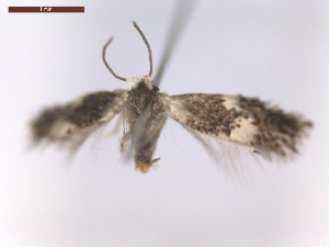  ( - CLV8162)  @11 [ ] CreativeCommons  Attribution Non-Commercial Share-Alike (2019) Carlos Lopez Vaamonde Institut National de la Recherche Agronomique, Zoologie Forestiere