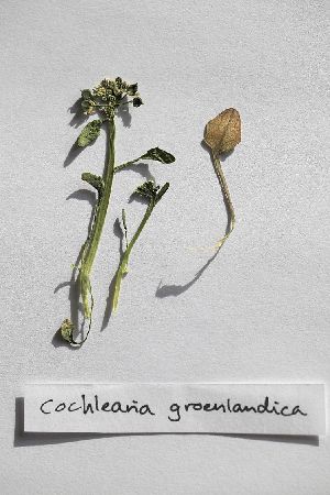  ( - PL-GV1)  @11 [ ] Copyright (2013) Tomas Roslin University of Helsinki