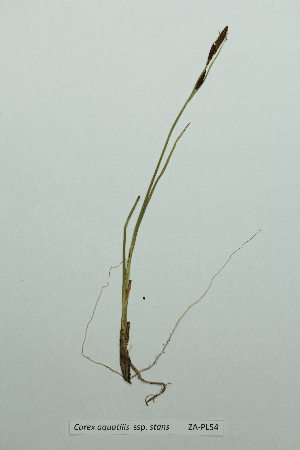  (Carex concolor - ZA-PL54)  @11 [ ] Copyright (2013) Tomas Roslin University of Helsinki