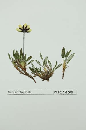  (Dryas octopetala x integrifolia - ZA2012-1006)  @11 [ ] Copyright (2013) Tomas Roslin University of Helsinki