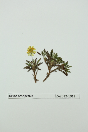  (Dryas octopetala x integrifolia - ZA2012-1013)  @11 [ ] Copyright (2013) Tomas Roslin University of Helsinki
