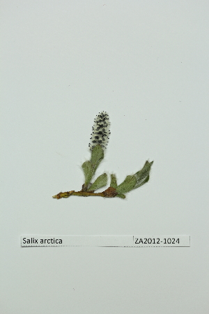  (Salix arctica - ZA2012-1024)  @11 [ ] Copyright (2013) Tomas Roslin University of Helsinki