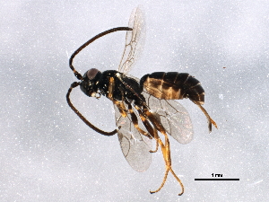  ( - ZA2012-1159)  @12 [ ] CreativeCommons - Attribution (2012) CBG Photography Group Centre for Biodiversity Genomics