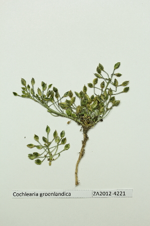  ( - ZA2012-4221)  @11 [ ] Copyright (2013) Tomas Roslin University of Helsinki