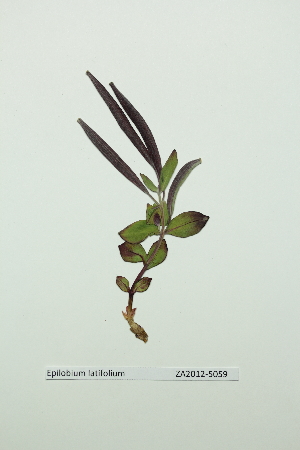  (Chamerion latifolium - ZA2012-5059)  @11 [ ] Copyright (2013) Tomas Roslin University of Helsinki