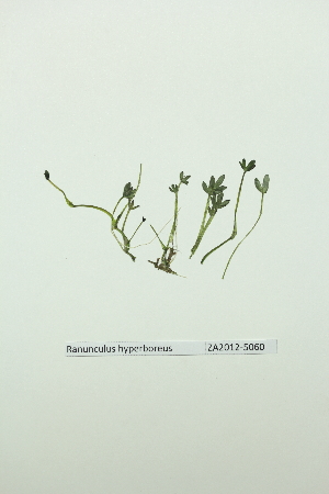  (Ranunculus hyperboreus - ZA2012-5060)  @11 [ ] Copyright (2013) Tomas Roslin University of Helsinki