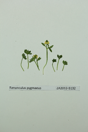  (Ranunculus pygmaeus - ZA2012-5132)  @11 [ ] Copyright (2013) Tomas Roslin University of Helsinki