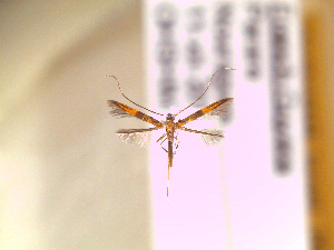  ( - IO-517)  @11 [ ] CreativeCommons - Attribution Non-Commercial (2018) Issei Ohshima Kyoto Prefectural University