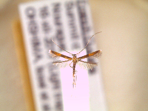  ( - IO-518)  @11 [ ] CreativeCommons - Attribution Non-Commercial (2018) Issei Ohshima Kyoto Prefectural University