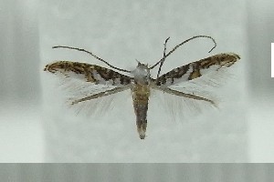  ( - AK0097)  @13 [ ] Copyright (2011) Atsushi Kawakita Unspecified