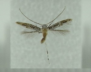  ( - AK0103)  @12 [ ] Copyright (2011) Atsushi Kawakita Unspecified