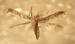  ( - AK0106)  @13 [ ] Copyright (2011) Atsushi Kawakita Unspecified