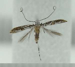  ( - AK0002)  @12 [ ] Copyright (2011) Atsushi Kawakita Unspecified