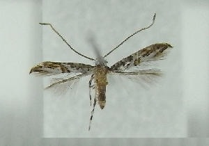  ( - AK0003)  @12 [ ] Copyright (2011) Atsushi Kawakita Unspecified