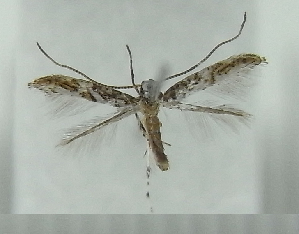  ( - AK0008)  @13 [ ] Copyright (2011) Atsushi Kawakita Unspecified