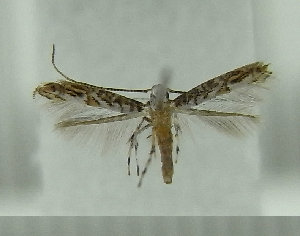  ( - AK0010)  @13 [ ] Copyright (2011) Atsushi Kawakita Unspecified