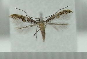  ( - AK0012)  @13 [ ] Copyright (2011) Atsushi Kawakita Unspecified