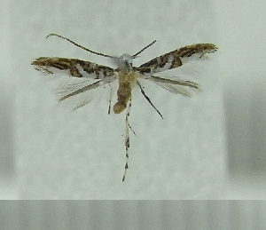  (Cuphodes paragrapta - AK0095)  @13 [ ] Copyright (2011) Atsushi Kawakita Unspecified