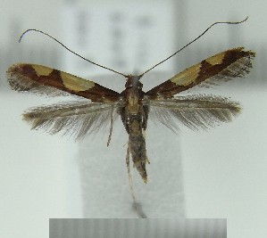  (Caloptilia ryukyuensis - AK0184)  @13 [ ] Copyright (2011) Atsushi Kawakita Unspecified