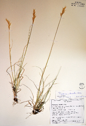  ( - 03-JMS-0267)  @11 [ ] Copyright (2007) University of Alberta Herbarium Unspecified