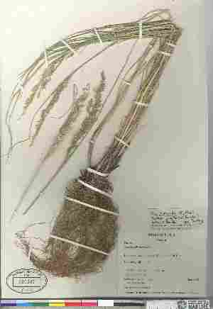  (Poa secunda juncifolia - 03-JMS-0251)  @11 [ ] Copyright (2010) Canadian Museum of Nature Canadian Museum of Nature