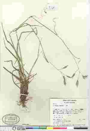  (Danthonia californica - 07-JMS-0922)  @11 [ ] Copyright (2010) Canadian Museum of Nature Canadian Museum of Nature