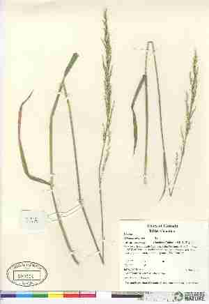  (Trisetum cernuum ssp canescens - 07-JMS-0979)  @11 [ ] Copyright (2007) Canadian Museum of Nature Unspecified
