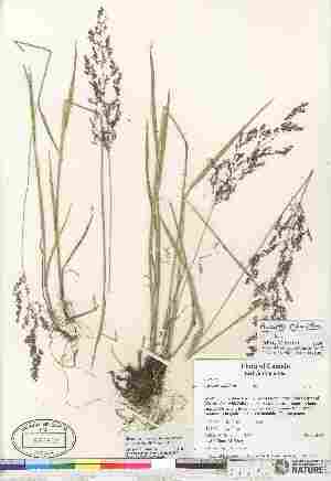  (Agrostis gigantea - 07-JMS-1103)  @11 [ ] Copyright (2010) Canadian Museum of Nature Canadian Museum of Nature