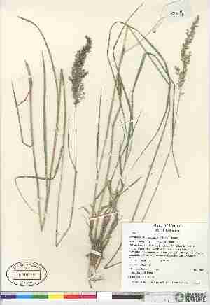  (Calamagrostis canadensis var langsdorfii - 07-JMS-1049)  @11 [ ] Copyright (2007) Canadian Museum of Nature Unspecified
