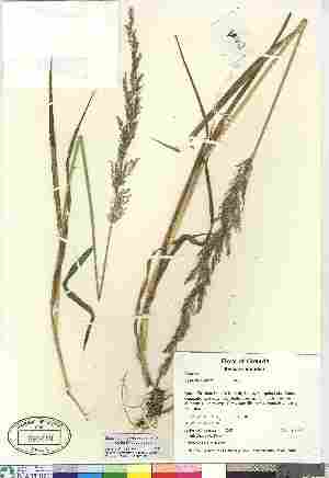  (Agrostis exarata - 07-JMS-1258)  @11 [ ] Copyright (2010) Canadian Museum of Nature Canadian Museum of Nature