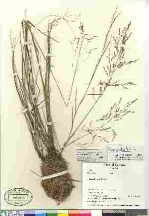  (Sporobolus airoides - Saarela_614)  @11 [ ] Copyright (2010) Canadian Museum of Nature Canadian Museum of Nature