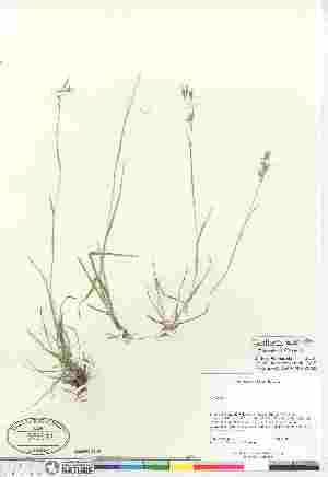  (Danthonia unispicata - 06-PMP-19759)  @11 [ ] Copyright (2010) Canadian Museum of Nature Canadian Museum of Nature